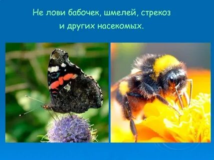 Не лови насекомых