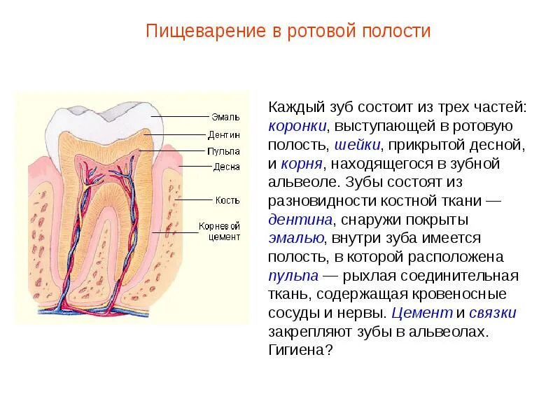 Особенность строения дентина какую функцию он выполняет