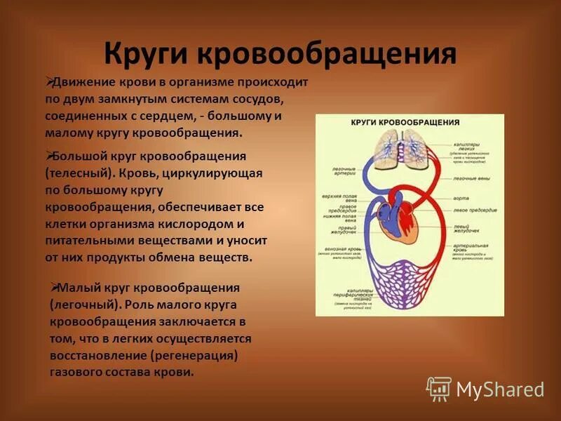 Особенности гемодинамики. Малый круг кровообращения строение и функции. Большой круг кровообращения.