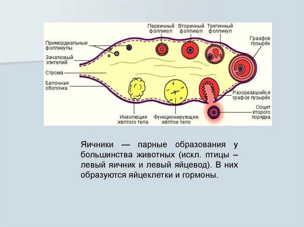 Первичный фолликул вторичный фолликул. Первичный вторичный третичный фолликул. Примордиальны первичные фолликулы. Примордиальный и первичный фолликул. Находится в фолликуле