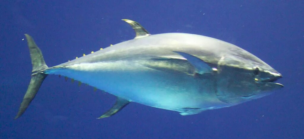 Bluefin tuna. Тунец bluefin. голубой тунец. желтопёрый тунец. тихоокеанский тунец.