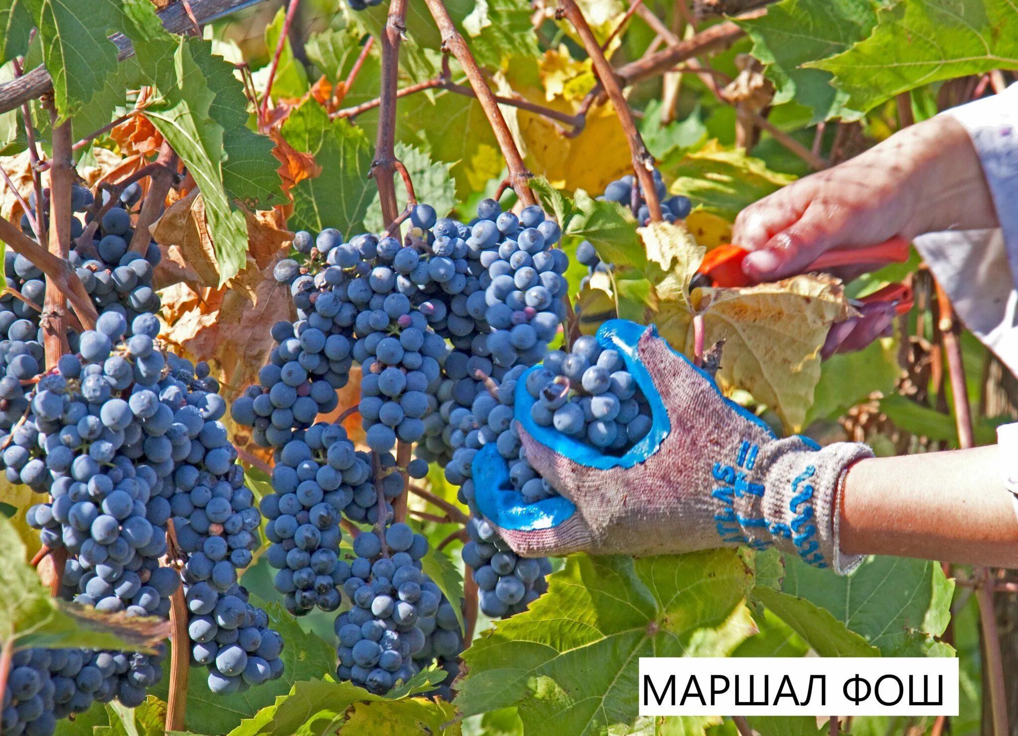 Виноград сорт гибрид. Сорт винограда на маршала. сорт винограда маршал фош. виноград маршал фош описание сорта.