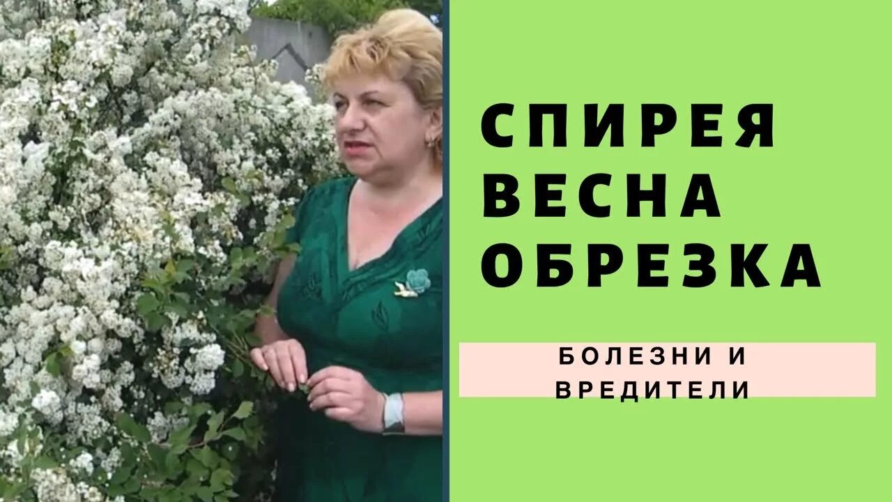 Как стричь спирею серую после цветения
