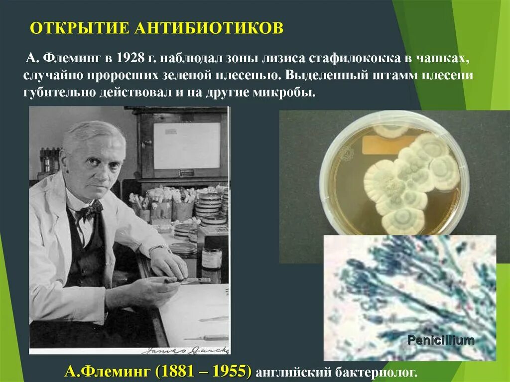 Важность пенициллина. Антибиотик 1928 Флеминг. Флеминг пенициллин открытие. Флеминг открыл антибиотики в 1928г..