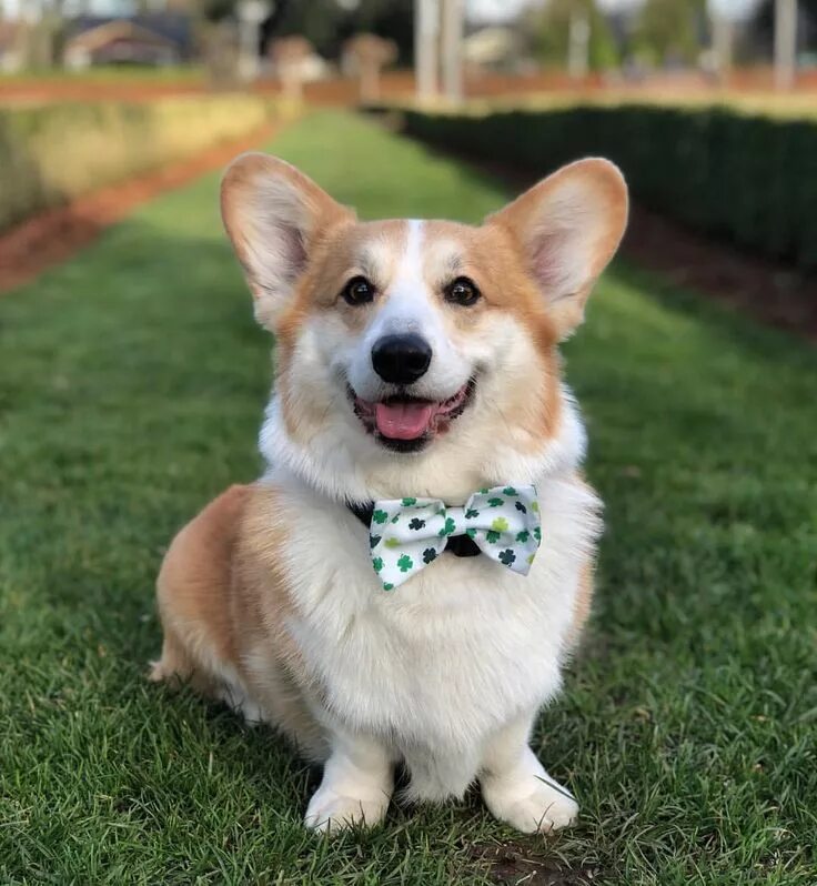 Daily Dose - August 17, 2018 - Corgi Coming! - Pembroke Welsh Corgi - PPitch 201