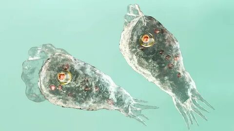 Амеба naegleria