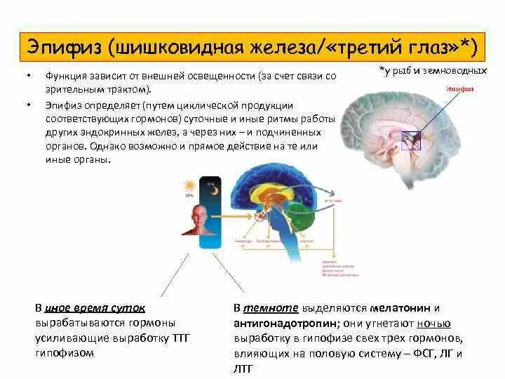 Шишковидная железа. Эпифиз железа внутренней секреции функции. Функции эпифиза мозга. Эндокринная система шишковидная железа. Строение функции гормоны шишковидной железы.