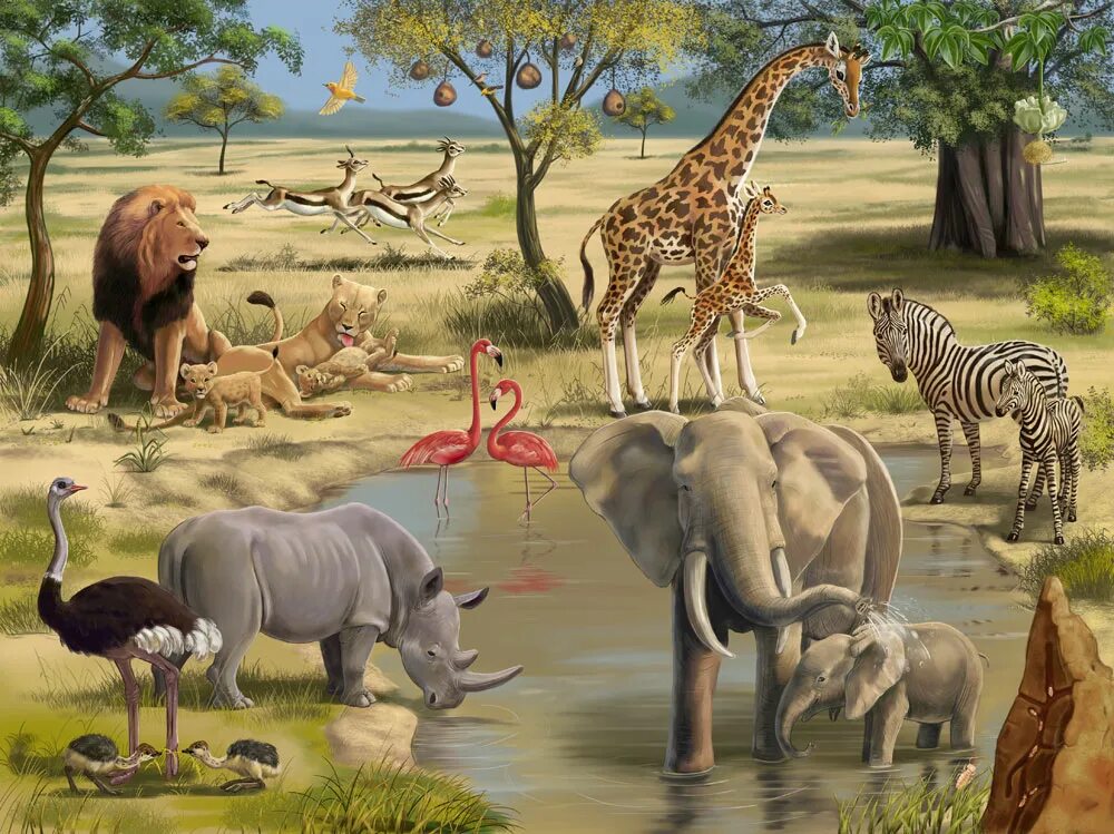 пума горный лев. животные живут в ней. живые белки. мангусты сурикаты. лев портрет.