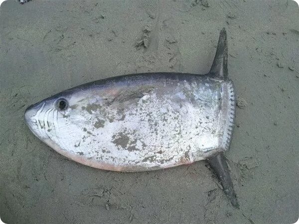 Хирург белощекий золотоплавничный, m/ acanthurus nigricans(acanthurus glaucopareius). Плоская круглая рыбка. Блюдо овальное под рыбу овальное. Овальная рыба. Рыба плоская продолговатая.