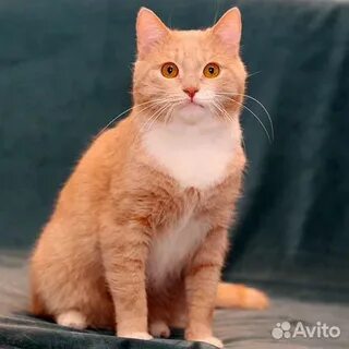 Имена для персиковых