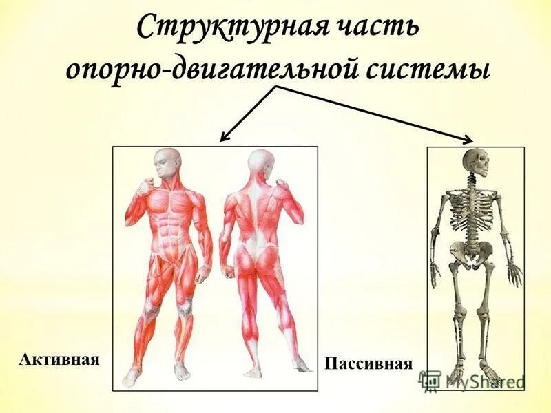 К нарушениям опорно двигательного аппарата относят. Опорно-двигательная система пассивная часть активная часть-. Опорно двигательный аппарат отдела скелета. Строение и функции опорно-двигательной системы. Строение опорно-двигательной системы человека (мышечная система)..