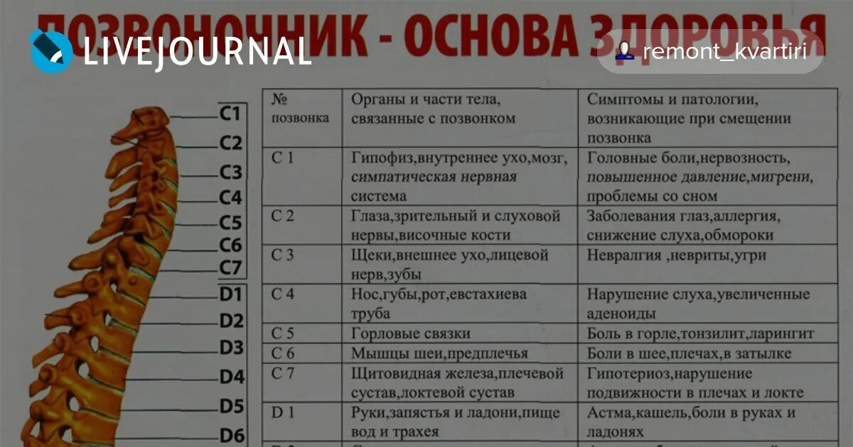 Нумерация позвонков шейного отдела. Позвонки шейного отдела нумерация. Позвонок l3. Позвоночник по отделам и позвонками.