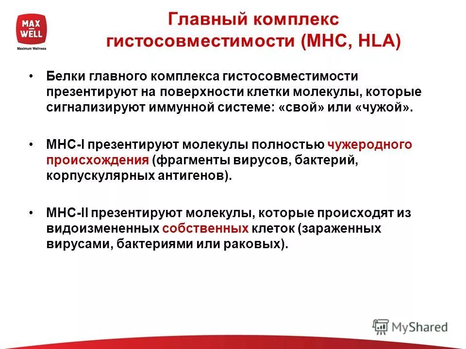 Главный комплекс гистосовместимости hla это. Строение главного комплекса гистосовместимости 1 класса. Mhc главный комплекс гистосовместимости. Функции главного комплекса гистосовместимости. Главный комплекс гистосовместимости.