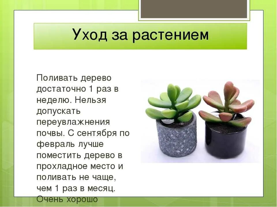 Крассула (толстянка) мезембриантемовидная (Crassula mesembryanthemoides). Толстянка или денежное дерево. Толстянка денежное дерево лечебные свойства. Толстянка Родина растения. Лечебные свойства денежного дерева