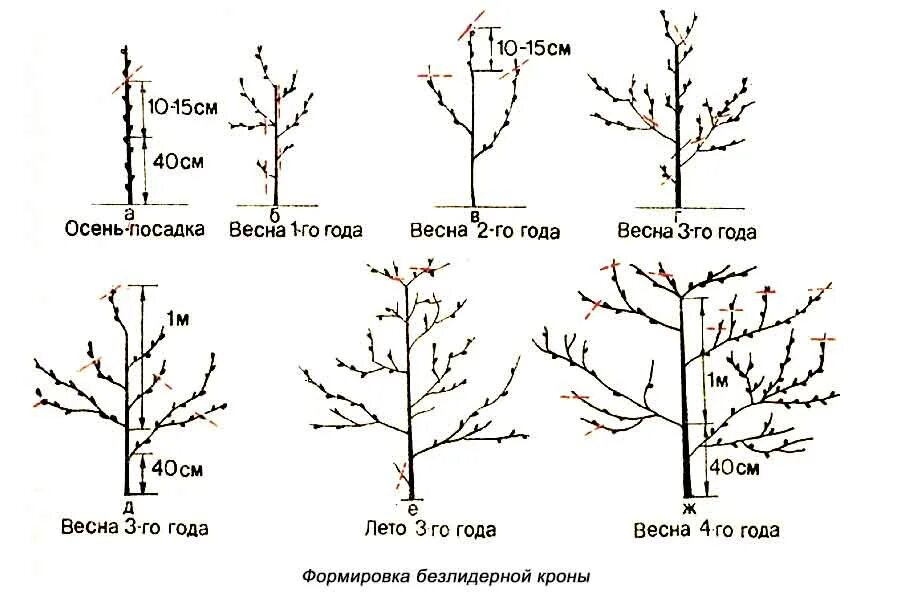 Формирование кроны персика схема. Правильная обрезка персика весной схема. Абрикос формировка кроны. Персик обрезка весной схема.