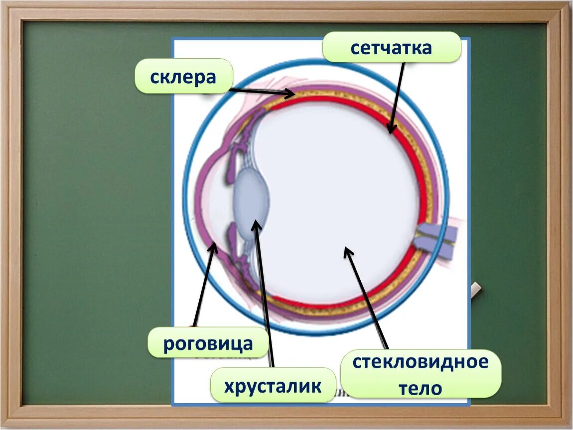 Практическая работа принцип работы хрусталика биология. Хрусталик и стекловидное тело. Сетчатка и роговица. Роговица хрусталик стекловидное тело. Склера и сетчатка.