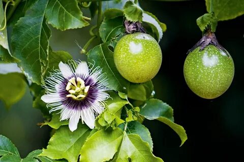 Passion fruit отзывы