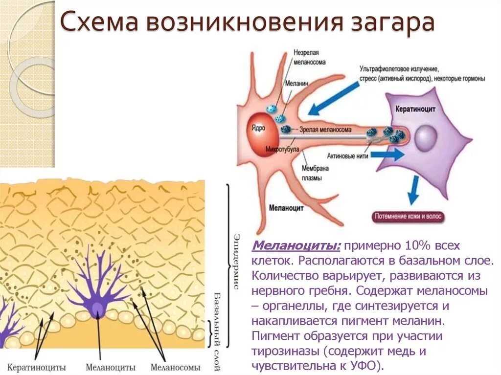 Пигмент кожи меланин находится. Меланосомы и меланоциты. Синтез меланина в коже схема. Схема синтеза меланинов. Меланоциты меланин схема.