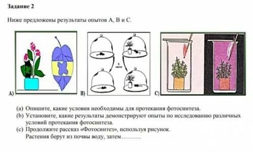 Используйте предложенные рисунки. Общее свойство организмов, которое демонстрирует этот опыт?. Какой процесс демонстрирует опыт Джозефа.