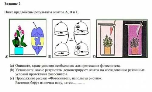 Экспериментатор изучал влияние условий выращивания. Опыт демонстрирующий фотосинтез. Эксперимент по условиям протекания. Что демонстрирует опыт на рисунке. Опыты выявляющие условия протекания фотосинтеза.