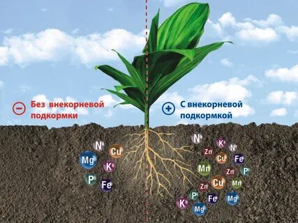 Питательные минеральные вещества для растений
