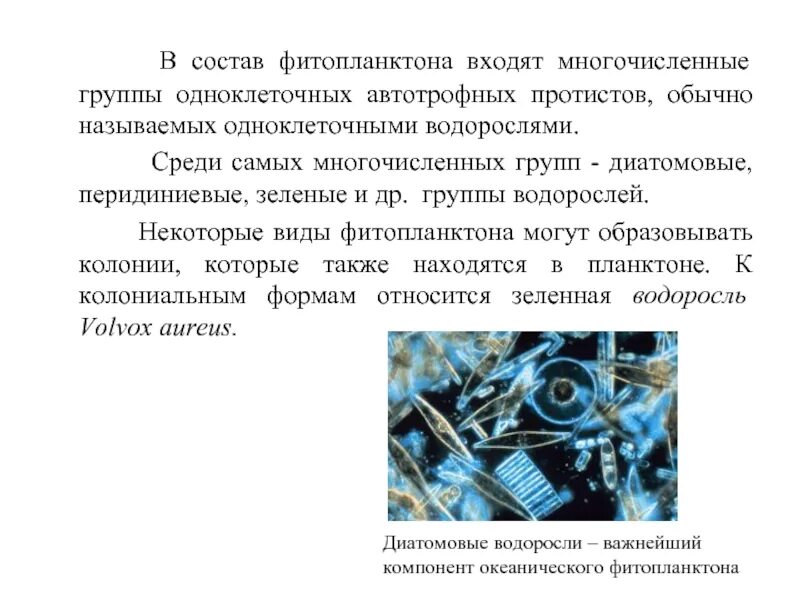 Что ученые называют фитопланктоном дайте определение этому. В состав фитопланктона входит. значение фитопланктона. описание фитопланктона. что учёные называют фитопланктоном.