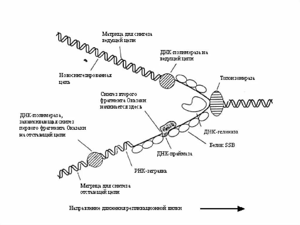 Какая цепь днк матричная. Матрица ДНК. Матрица репликации ДНК. Матричный Синтез ДНК. Матричная цепь и транскрибируемая это.