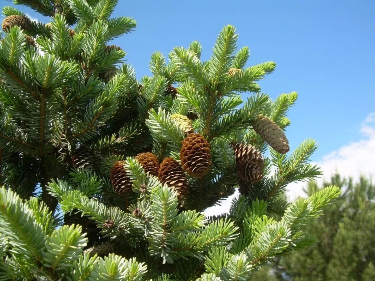 Хвойные каталог. Ель двуцветная Picea bicolor. Ель Сибирская Picea obovata. Ель обыкновенная биколор. Ель обыкновенная Лесная.