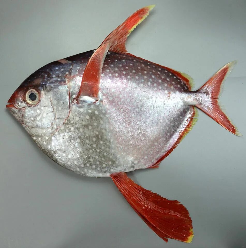 Fish warm. Опах. Обыкновенный опах. Lampris guttatus. Lampris immaculatus.