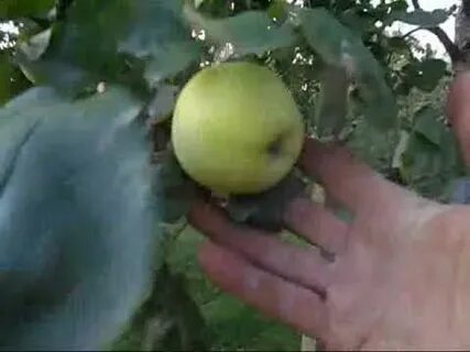 Яблоня созрела