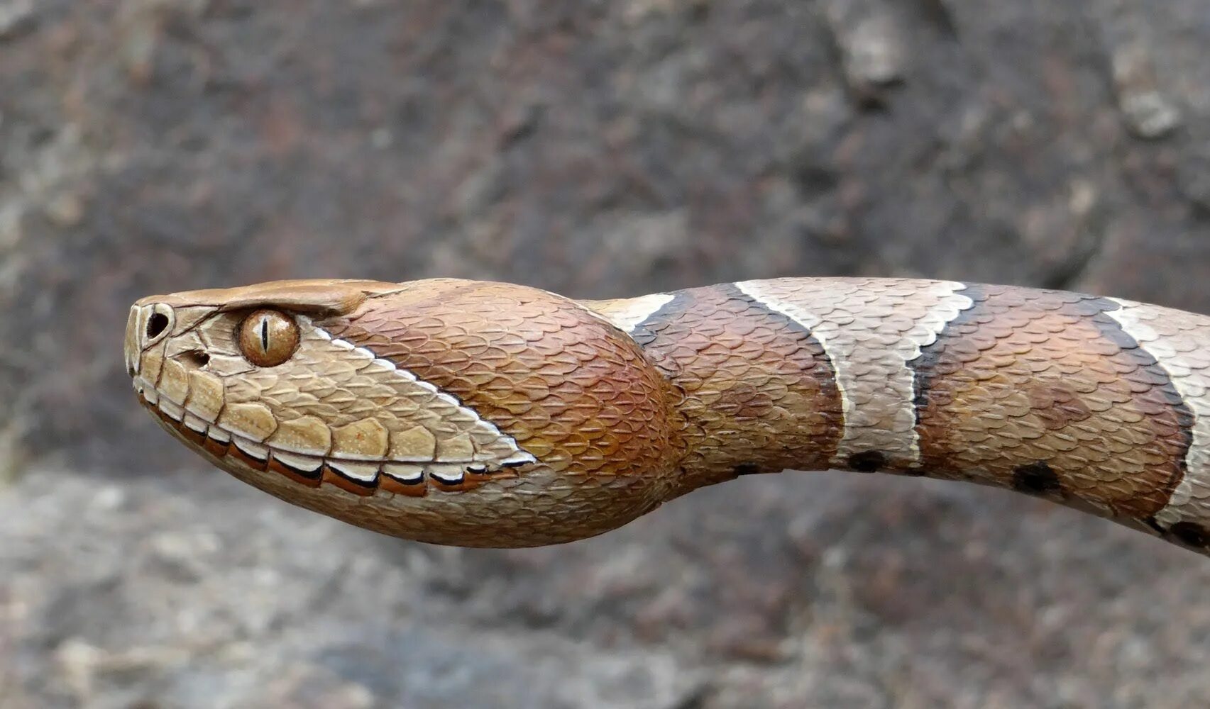 Голова змейки. Copperhead Snake. Copperhead змея. Ядовитая медноголовая змея. Кустарниковая гадюка.