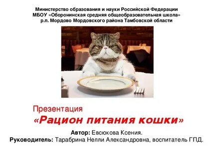 Рацион кота