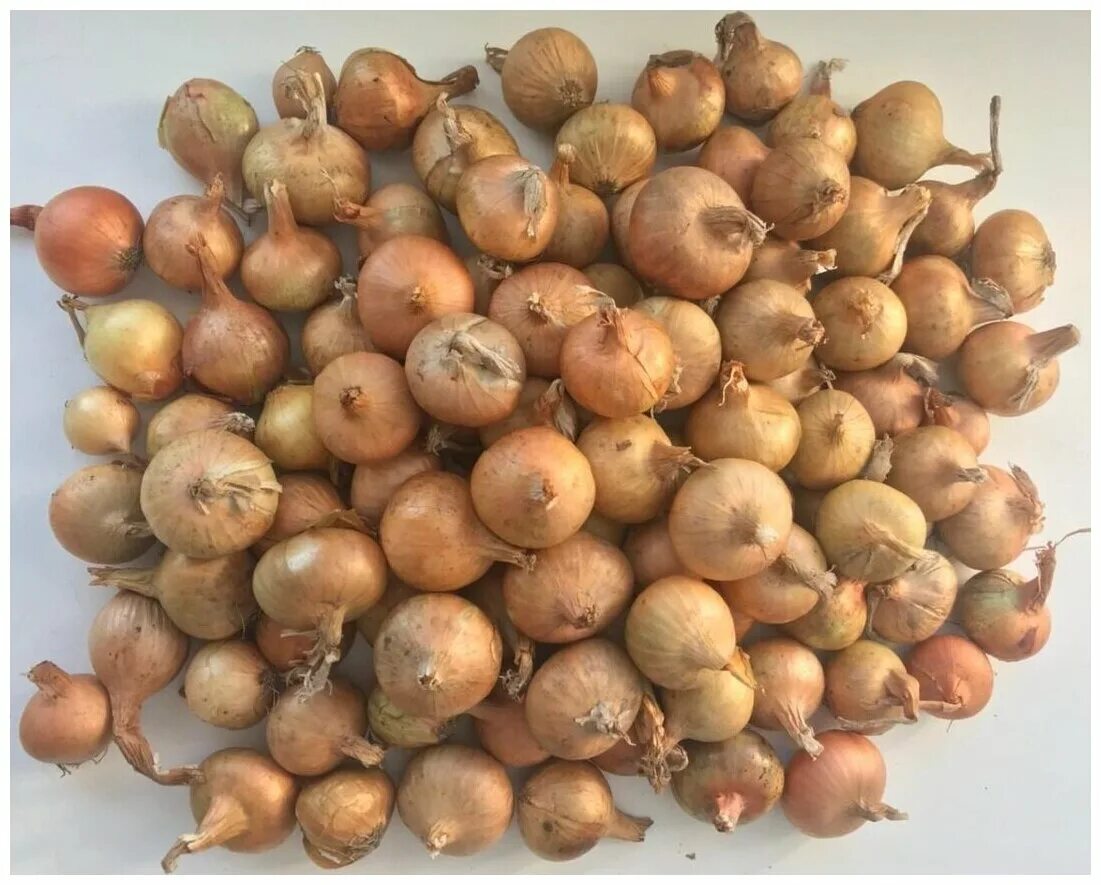 лук-севок штуттгартер ризен 0,5кг/голландия. штуттгартер ризен лук-севок классик. лук севок штутгартен ризен. лук севок 1кг штуттгартер ризен. лук севок штутгартер ризен.