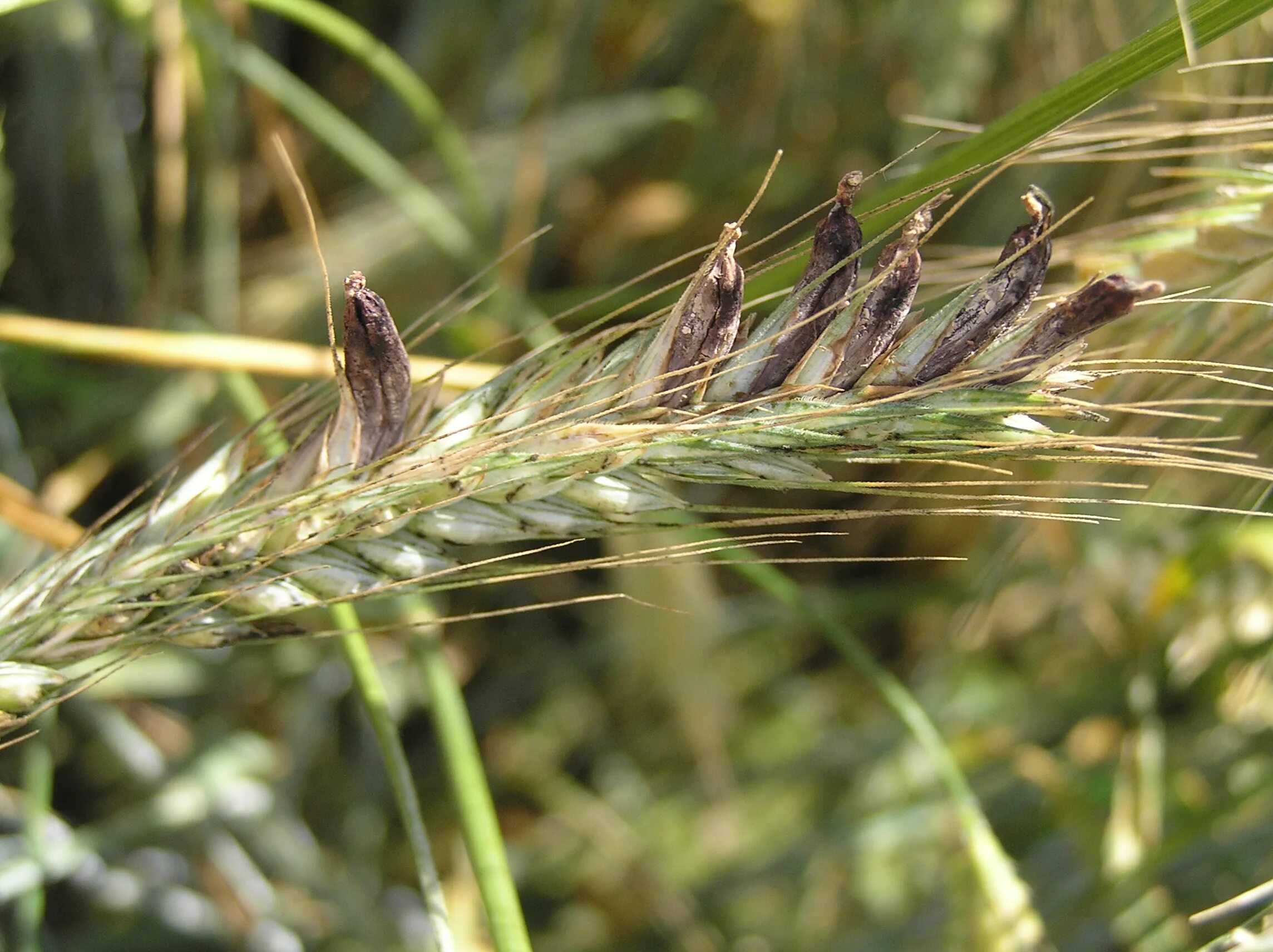 Спорынья (Claviceps purpurea). Склероции спорыньи на ржи. Claviceps purpurea – спорынья пурпурная. Спорынья злаков - Claviceps purpurea. Claviceps purpurea