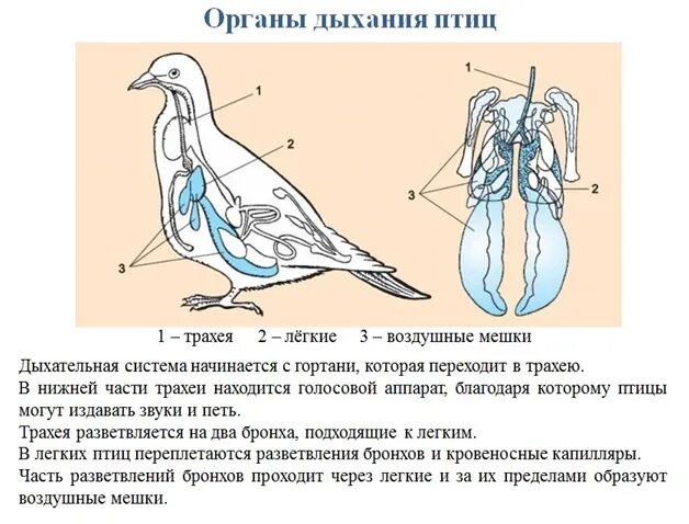 Дыхание птиц является. Органы дыхания птиц схема. Органы дыхания птиц 7 класс биология. Схема строения дыхательной системы птиц. Система органов дыхания птиц схема 7 класс.