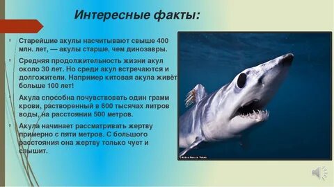 Интересное про акул