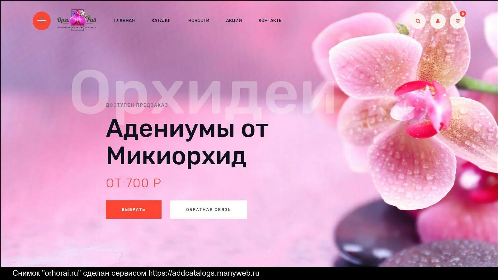 Орхорай. Орхорай интернет магазин. орхорай интернет магазин орхидей. орхидея орхорай. сайт орхорай рф интернет магазин.