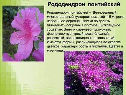 Рододендрон слова