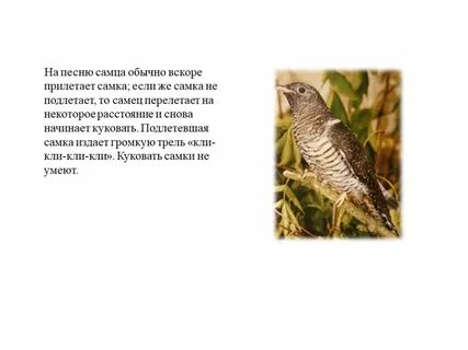 Рассказ кукушка