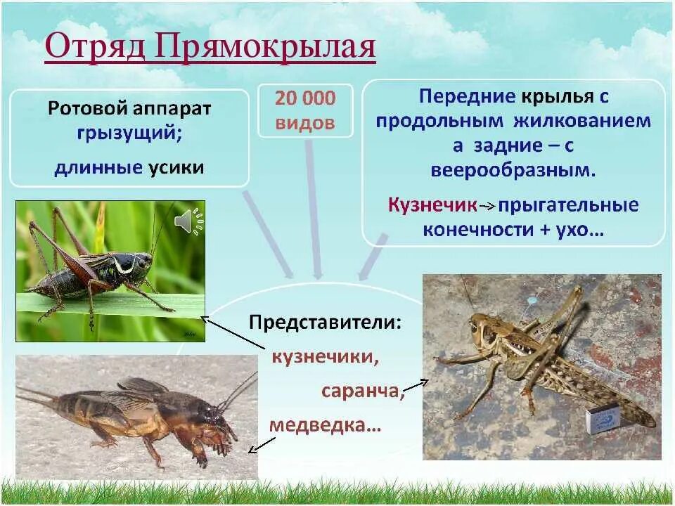 Прямокрылые представители. Представители отряда прямокрылых насекомых. отряд прямокрылые биология 7 класс. отряды насекомые 7 класс прямокрылые. отряды насекомых биология 7 класс прямокрылые.