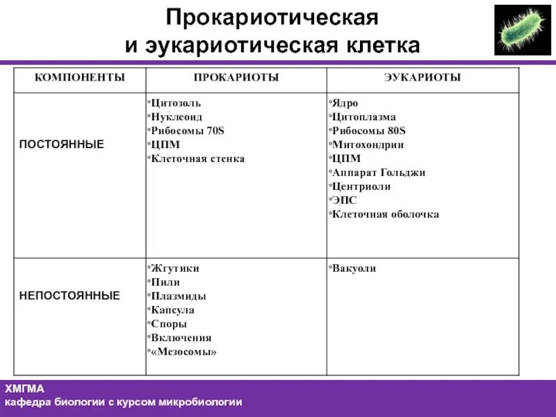 Размер прокариотической клетки. Прокариотические клетки классификация. обязательные элементы эукариотической клетки. таблица эукариотической клетки. эукариотическая клетка таблица.