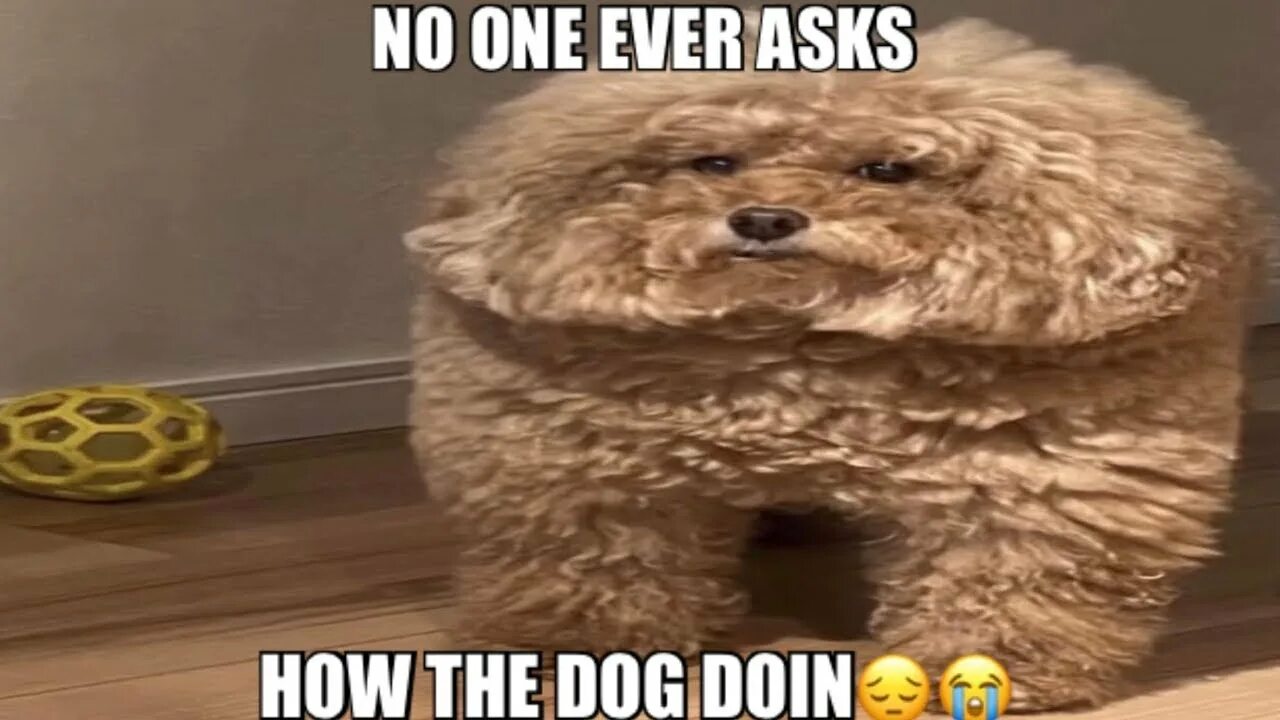 What the dog doing meme. What a dog doing оригинал. I have no idea what im doing. What the dog doing. What the dog doing meme.