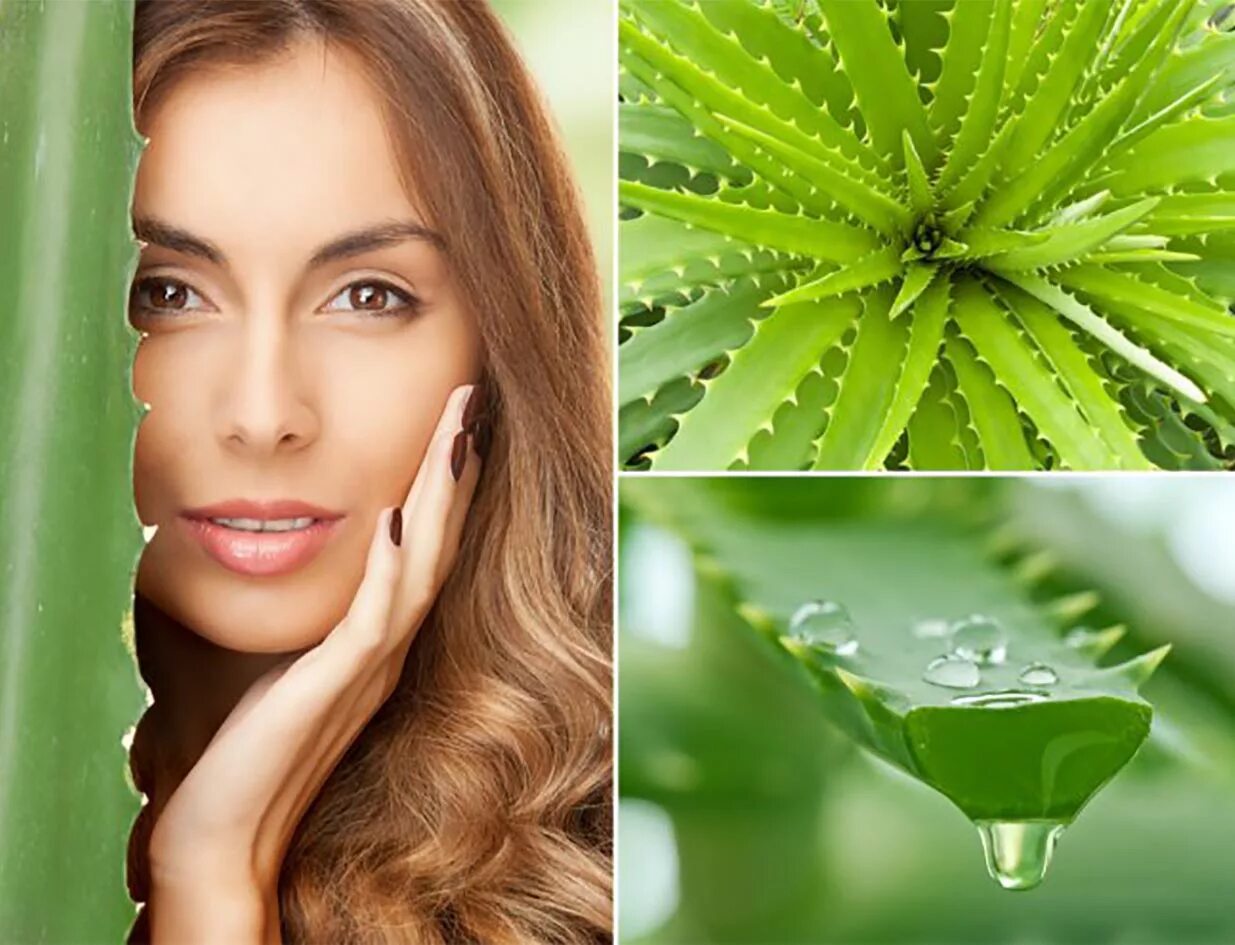 Маски для лица алоэ рецепты. Aloe vera маска. маска для лица.