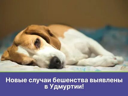 Слабость у собаки