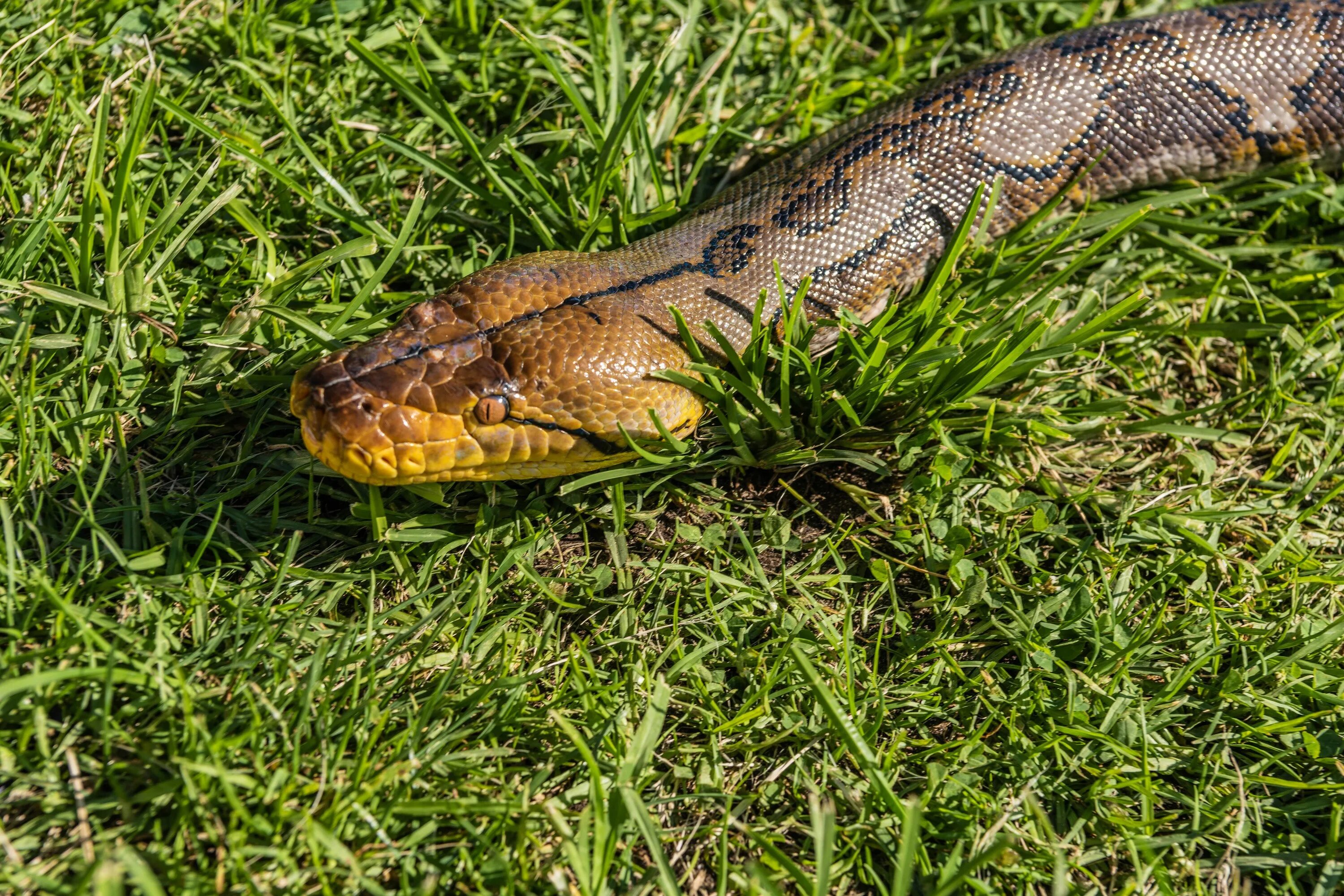 Grass snake. Травяная змея. Змея в траве. Змея Луговая. Змеи лугов.