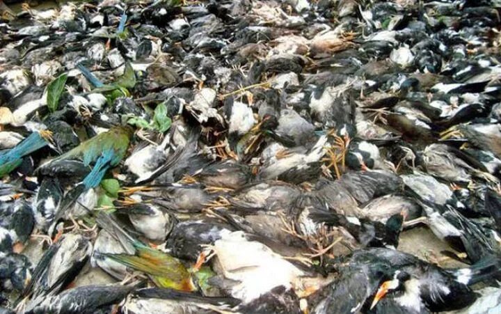Птицы гибнут. Долина Джатинга Индия.
