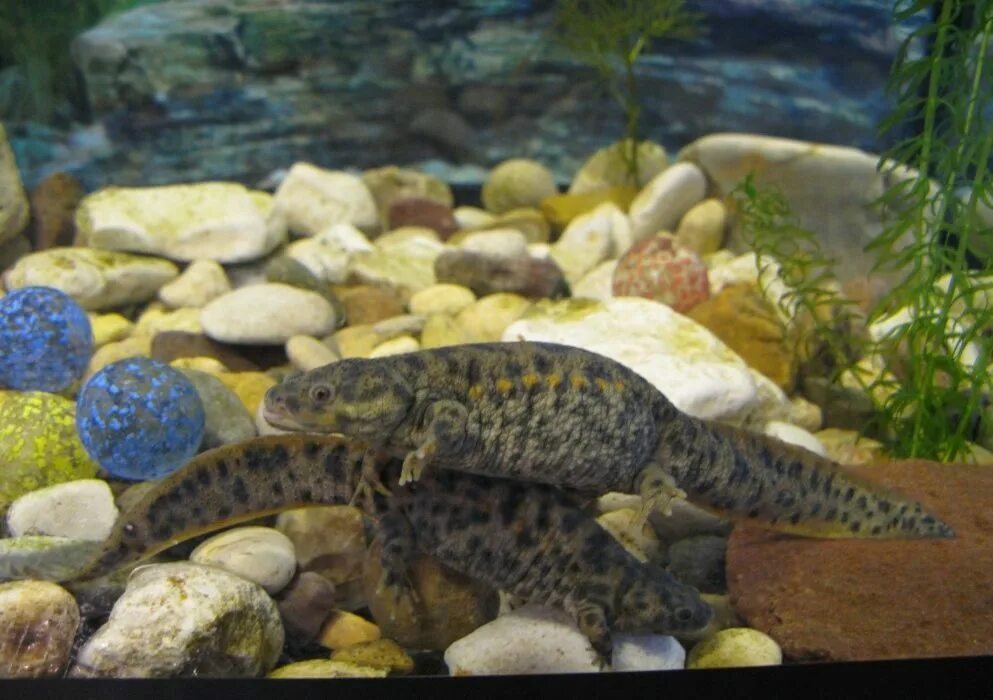 Испанский тритон содержание. Испанский тритон содержание. Тритон испанский иглистый белый. Испанский иглистый тритон аквариумный. Тритон испанский краснобрюхий.