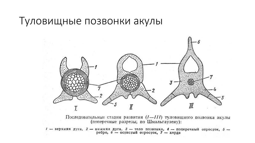 Туловищный и хвостовой позвонки