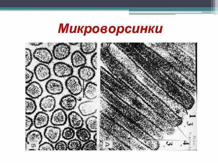 Функции микроворсинок гистология. Микроворсинки цитология. Строение микроворсинки.