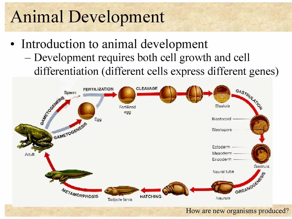 The development and implementation of. Animal development. growth and development animal. how animals develop.